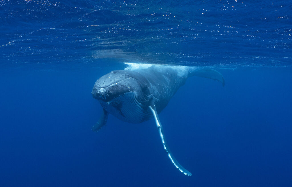 Humpback Whales