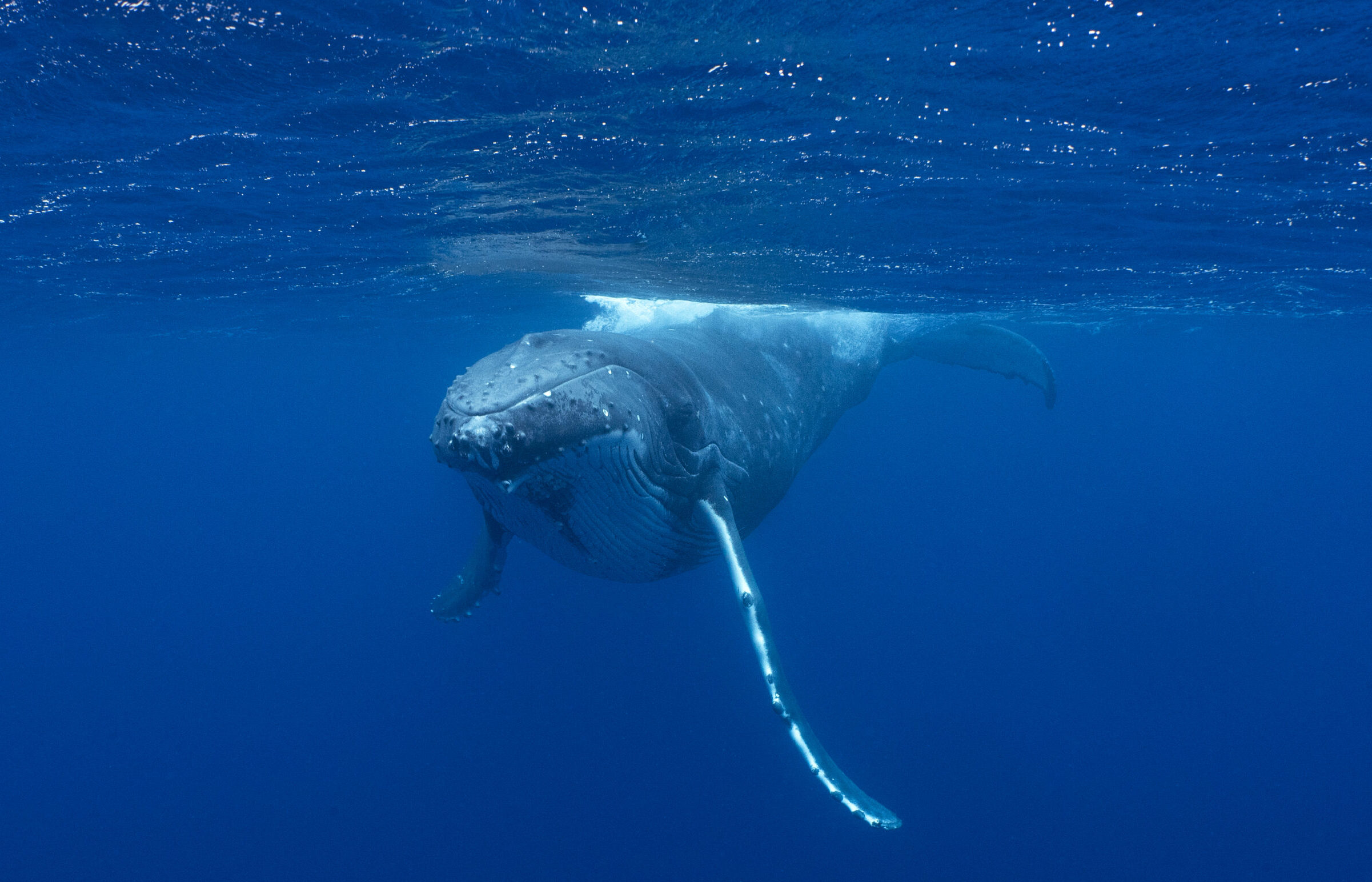 French Polynesia Humpback Whales Expedition 2025