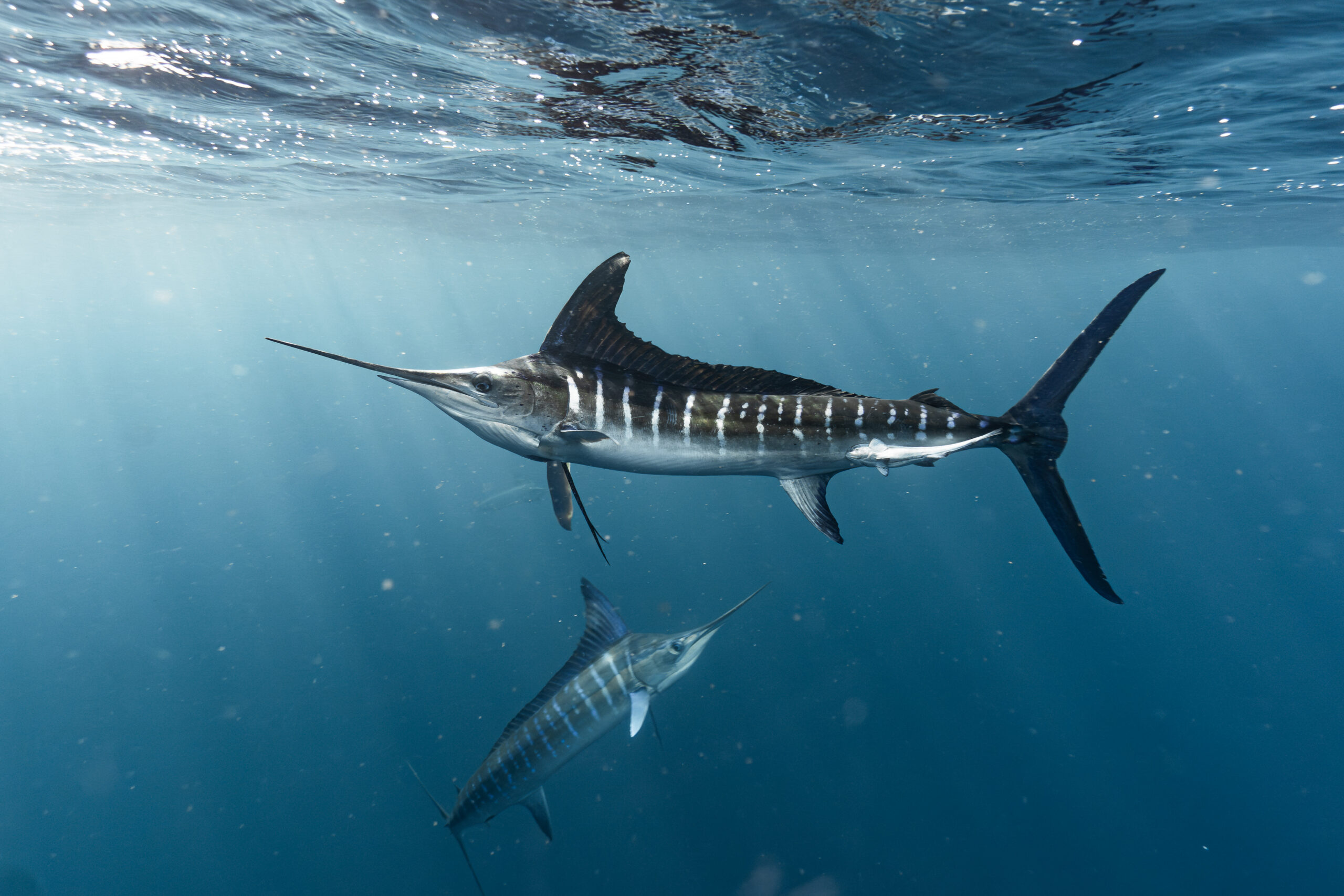 Baja Marlin Sardine Run Expedition 2026