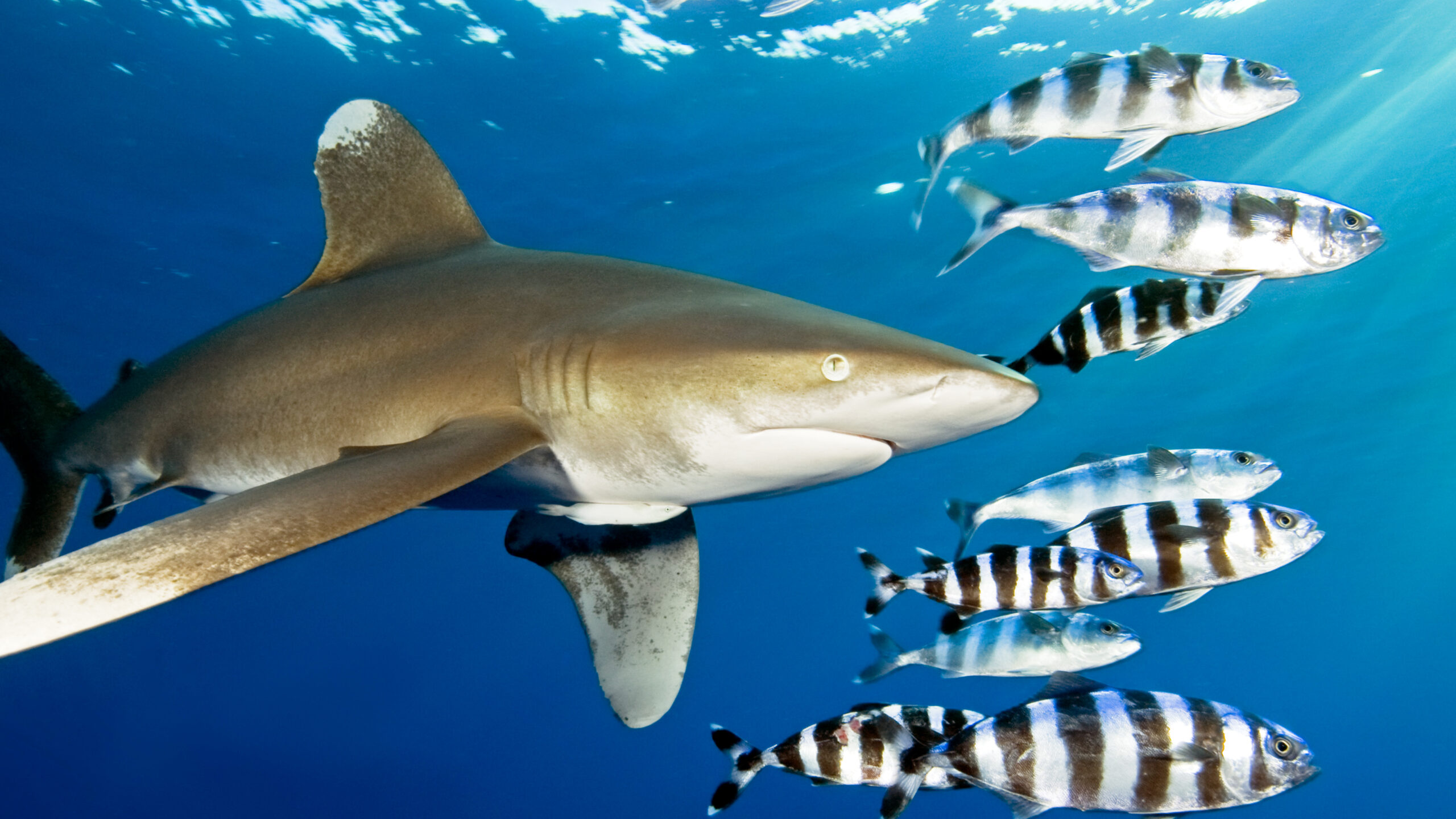Red Sea Shark Expedition 2026