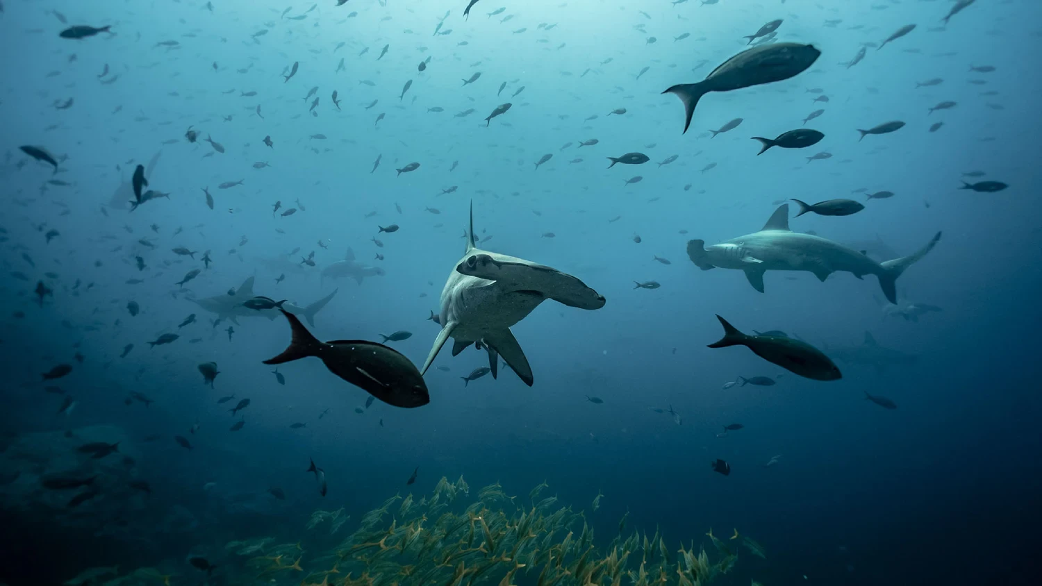 Galapagos Hammerhead & Iguana Expedition 2026
