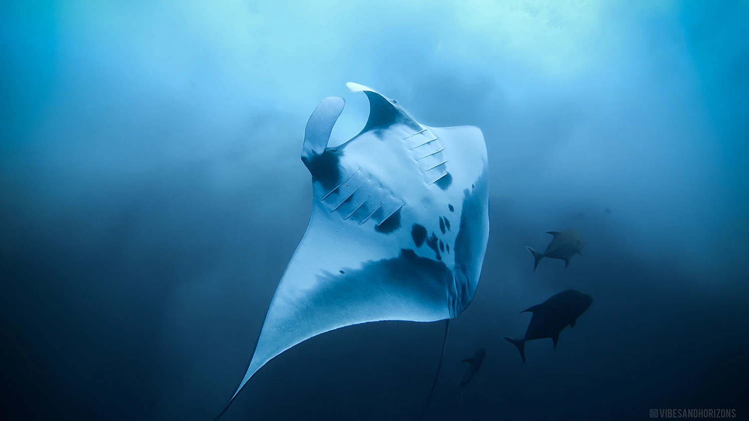 Socorro Giant Manta Tagging Expedition 2026