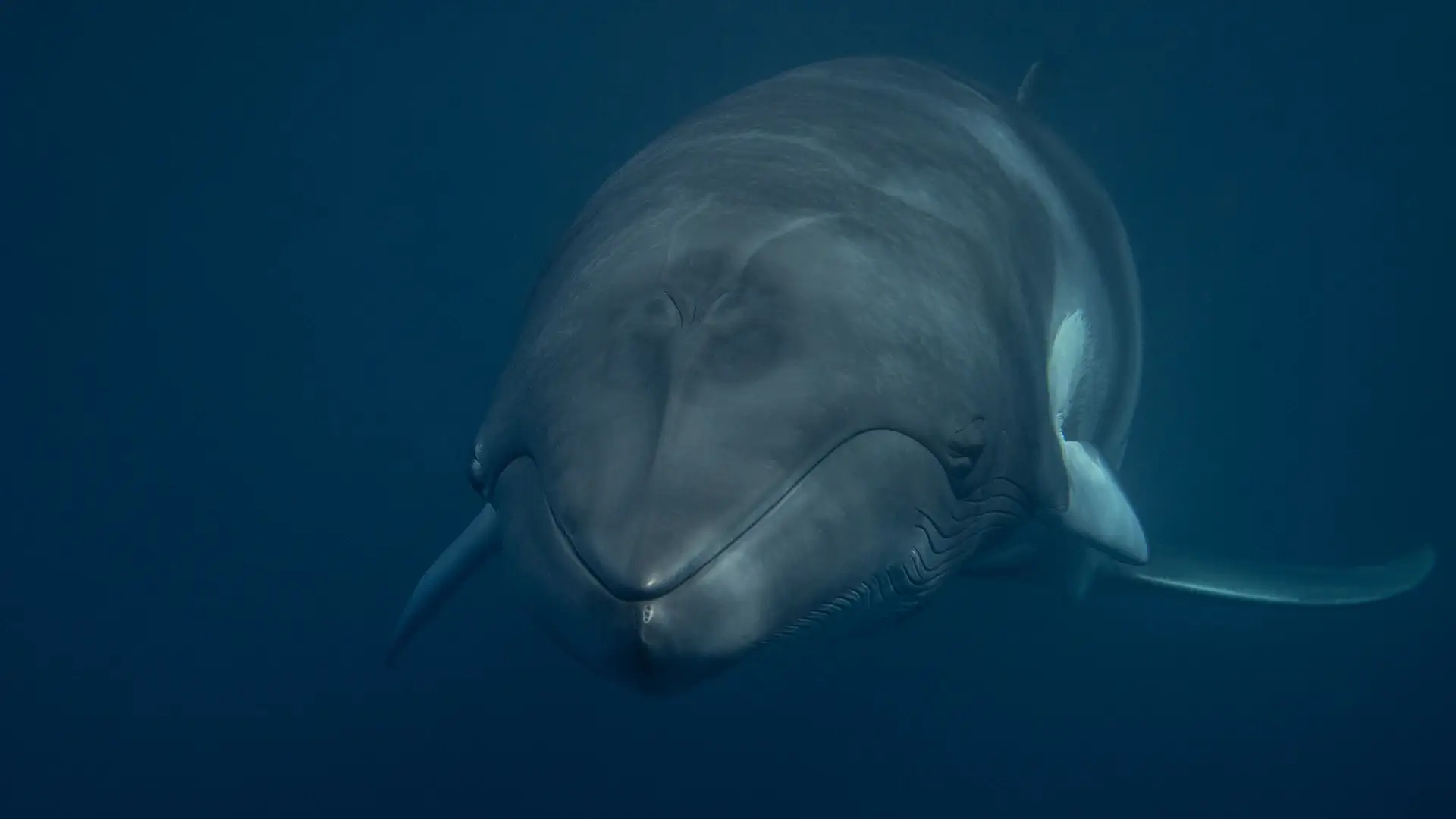 Minke Whale Coral Sea Expedition 2026