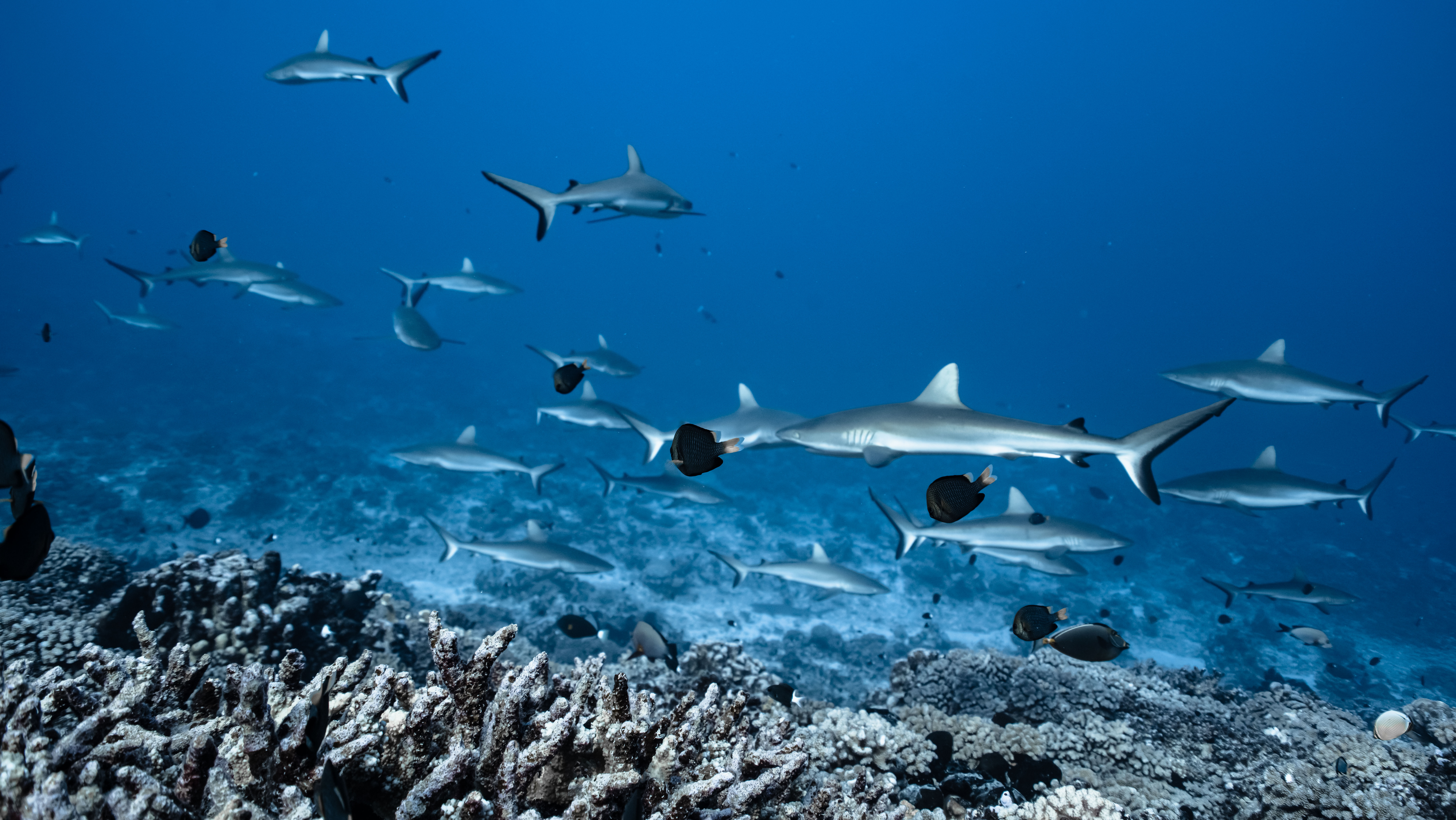 French Polynesia Wall of Sharks Expedition 2026